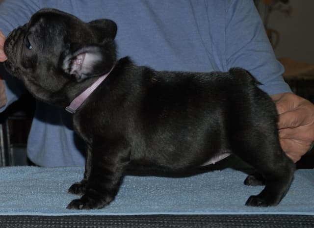 French Bulldog Puppies media 7