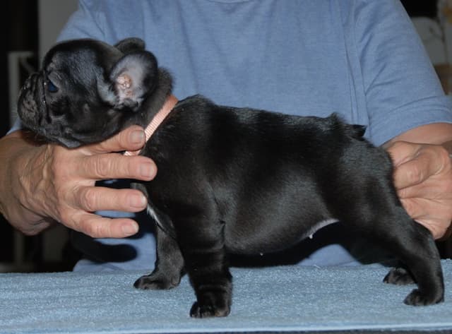 French Bulldog Puppies media 8