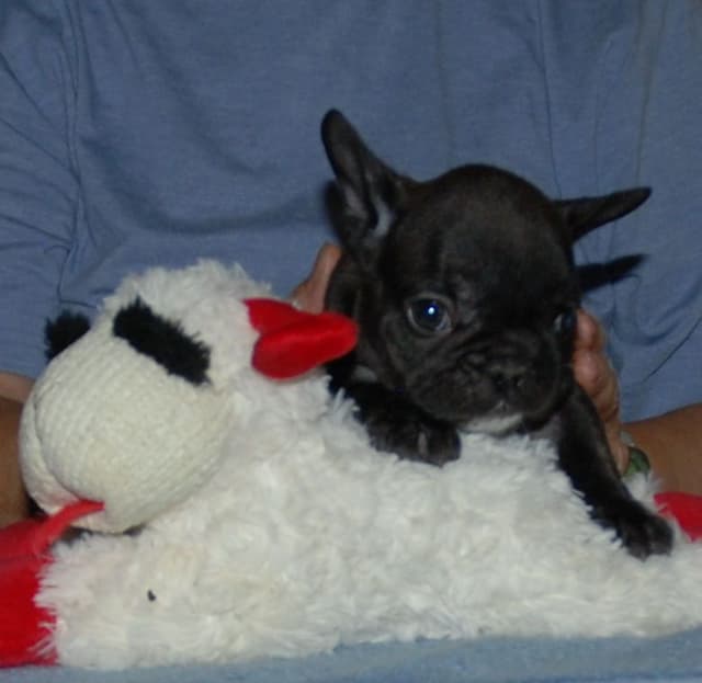 French Bulldog Puppies media 9