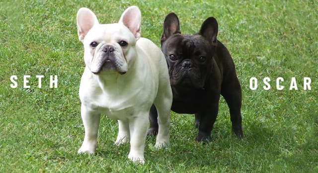 French Bulldog Puppies media 3