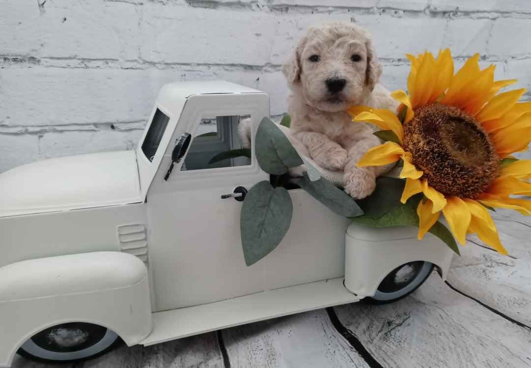 Small Standard Poodle Puppies breeder image 3