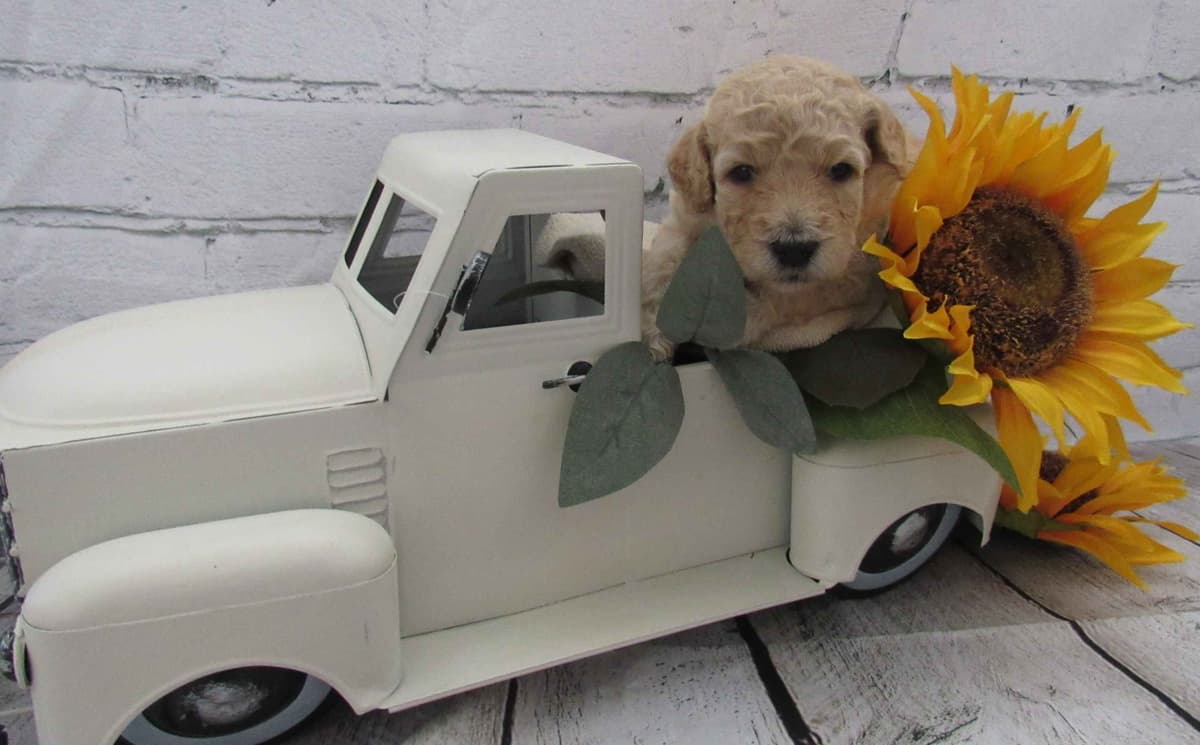 Small Standard Poodle Puppies breeder image 4