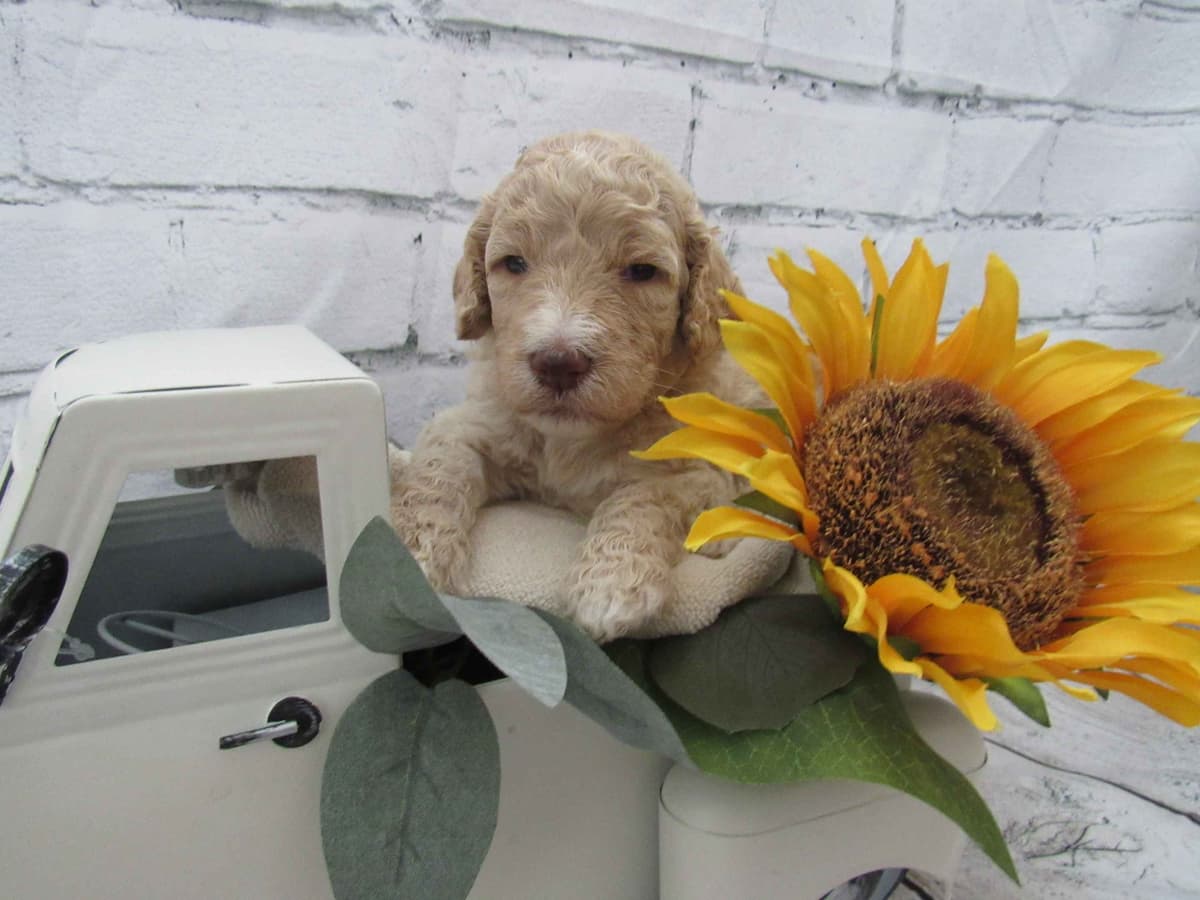 Small Standard Poodle Puppies breeder image 5