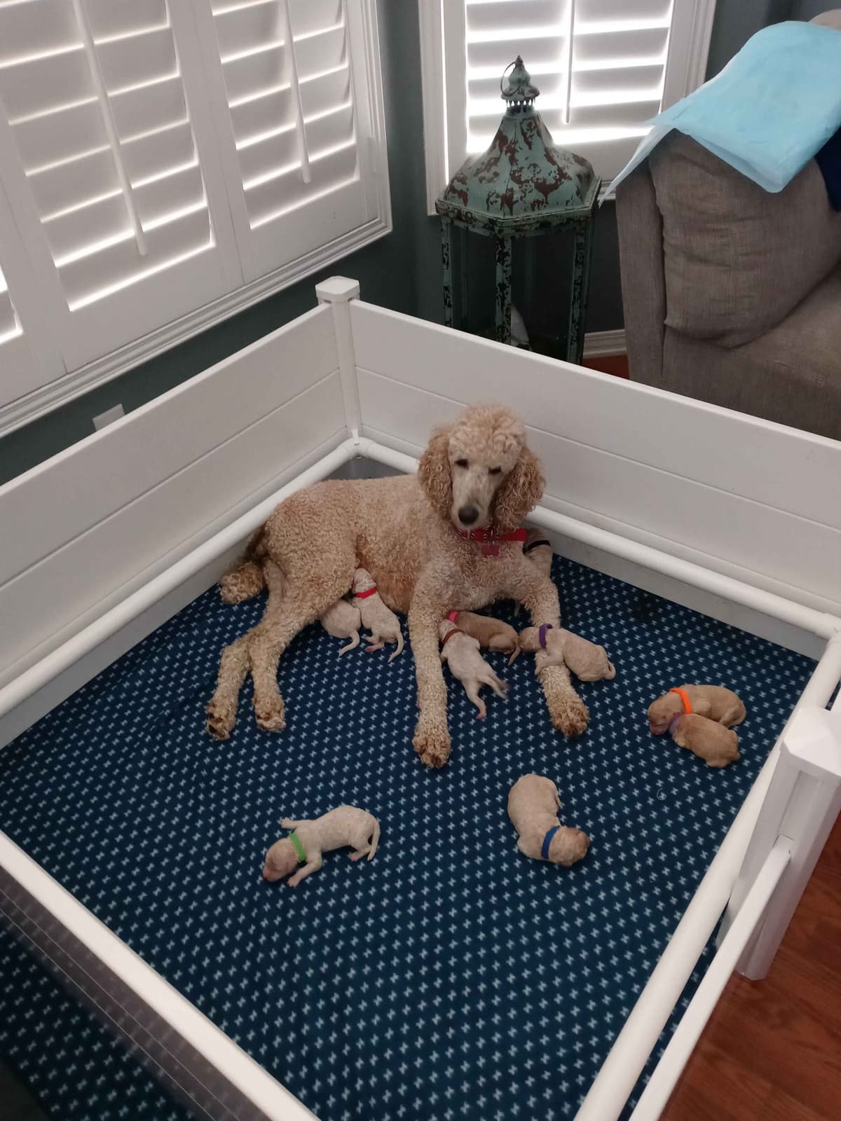 Small Standard Poodle Puppies breeder image 8