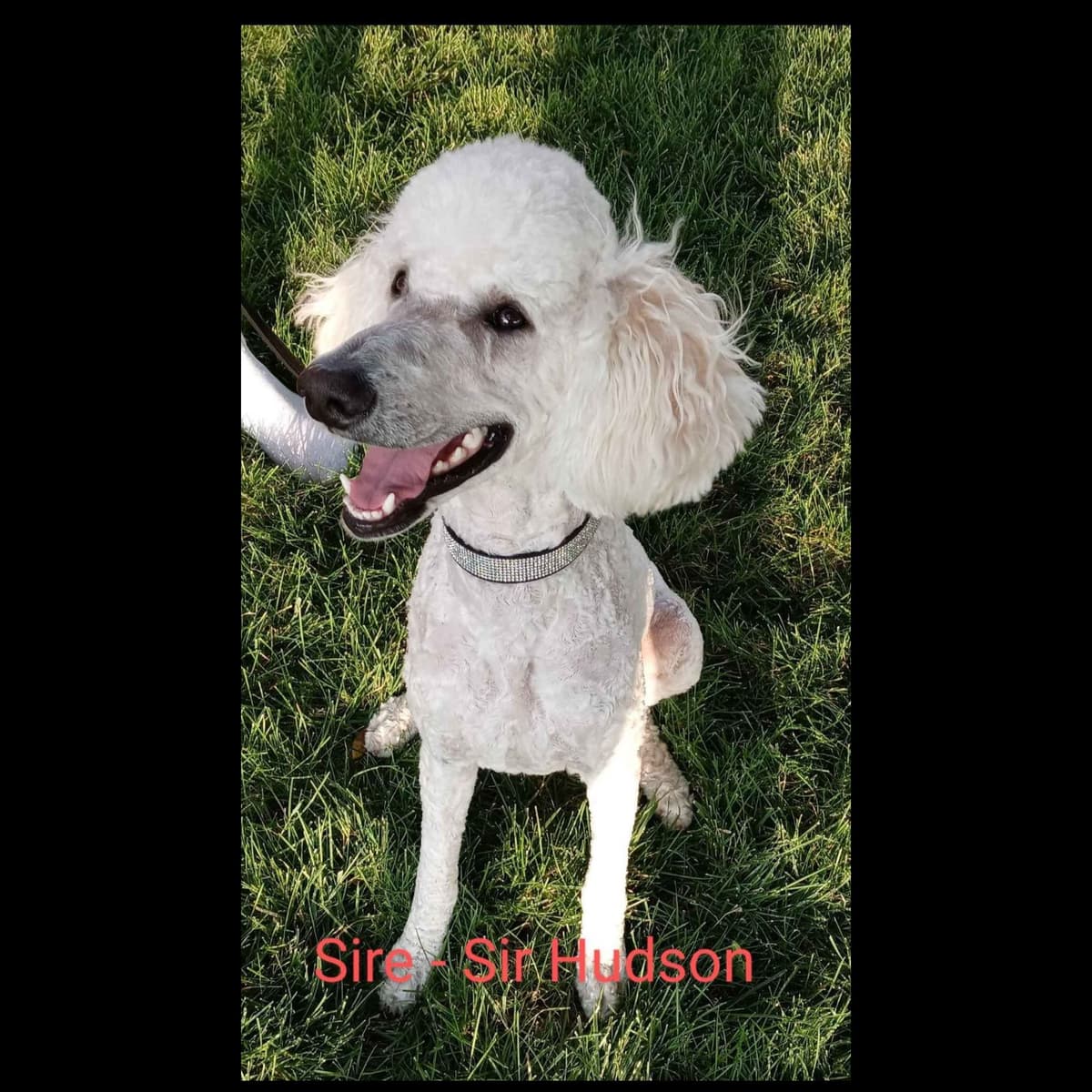 Small Standard Poodle Puppies breeder image 6