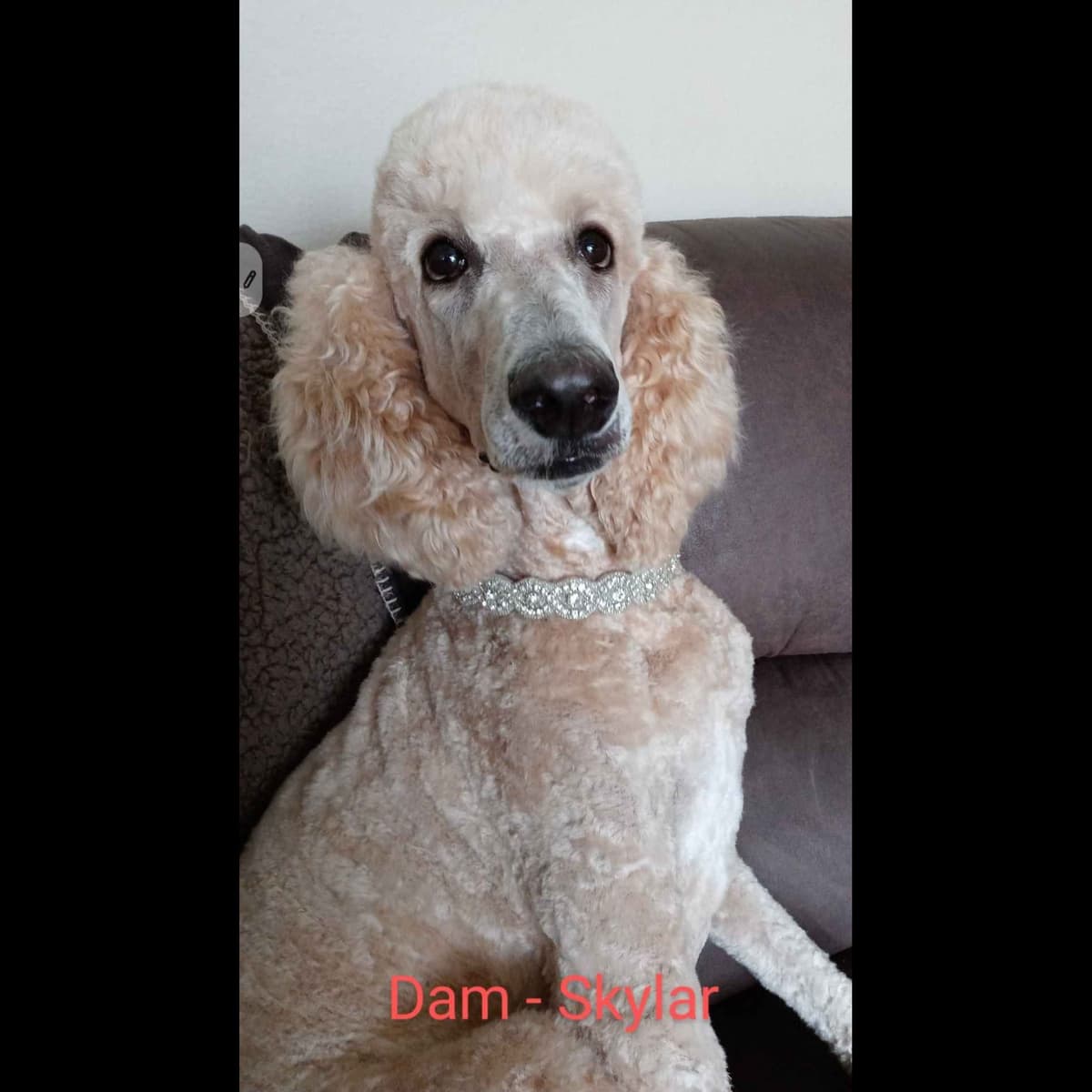 Small Standard Poodle Puppies breeder image 7