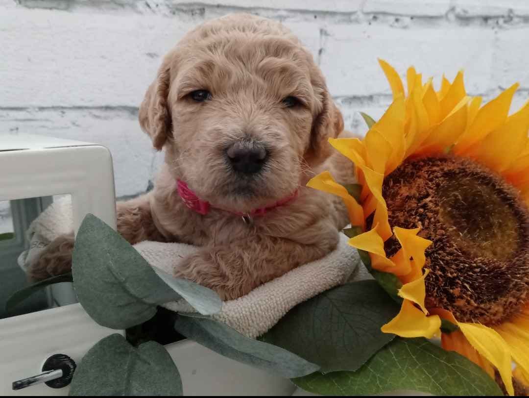 Small Standard Poodle Puppies breeder image 1