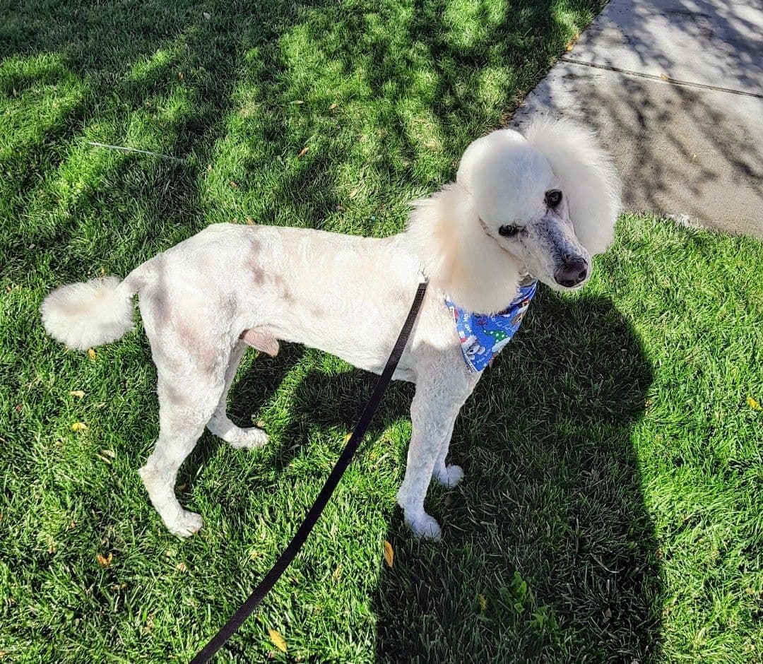 Small Standard Poodle Puppies breeder image 9