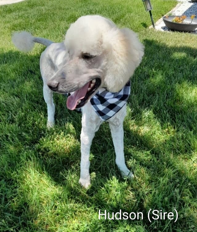 Small Standard Poodle Puppies media 2