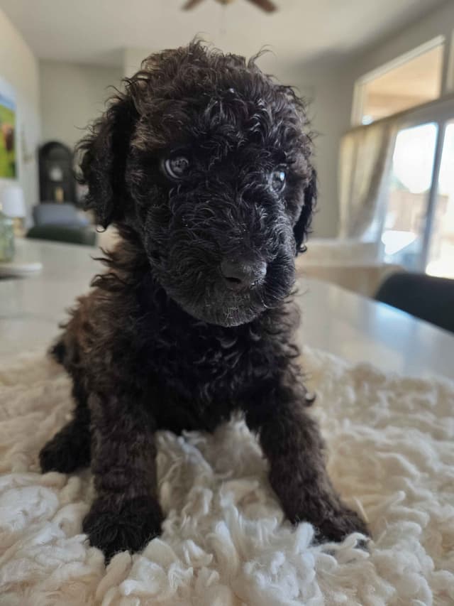 Small Standard Poodle Puppies media 3