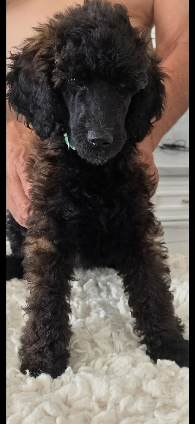 Small Standard Poodle Puppies media 4