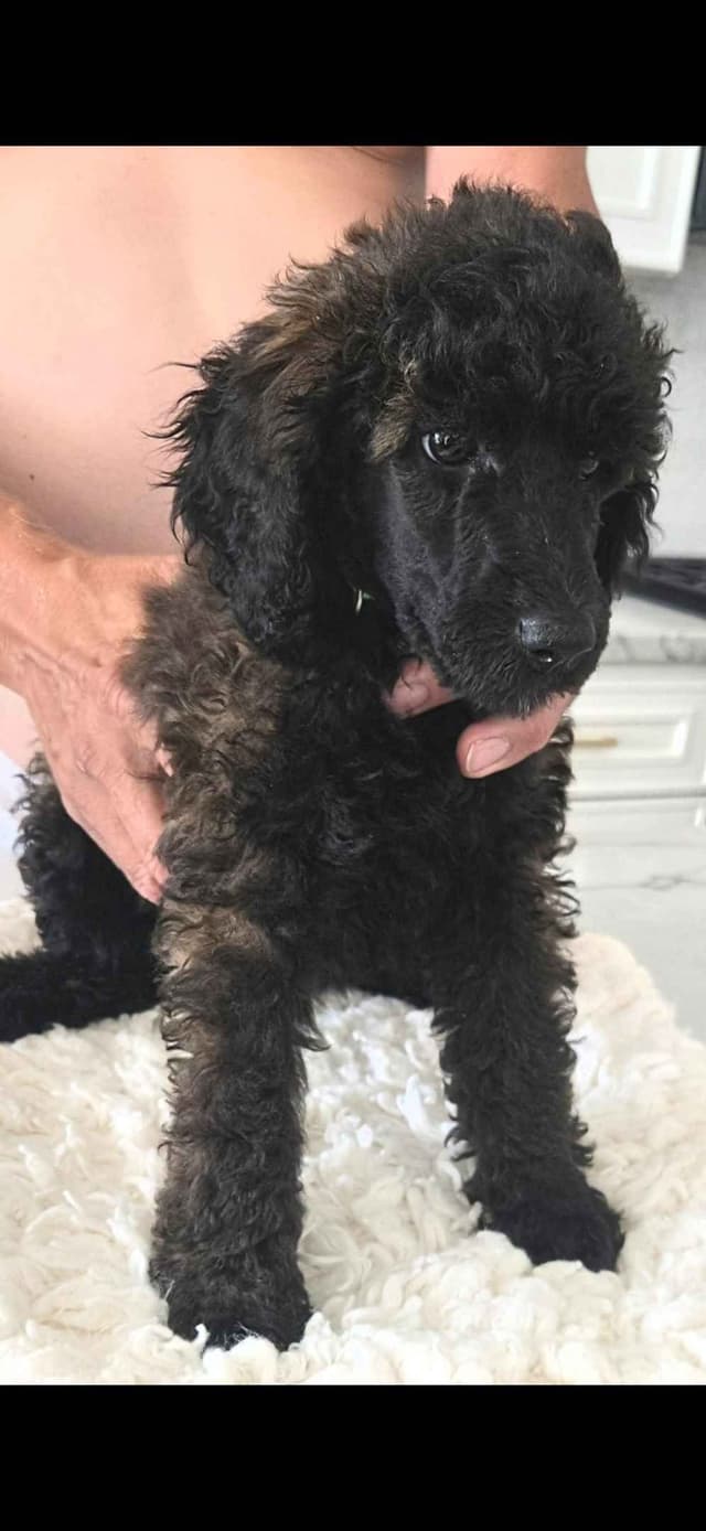 Small Standard Poodle Puppies media 5