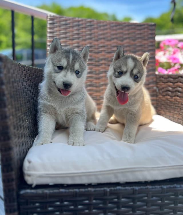 Siberian Husky Puppies media 2