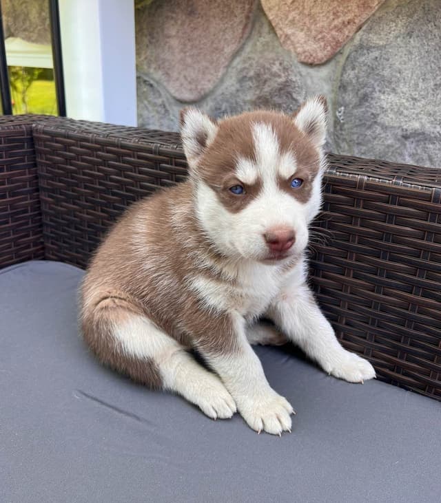 Siberian Husky Puppies media 3