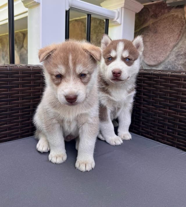 Siberian Husky Puppies media 4