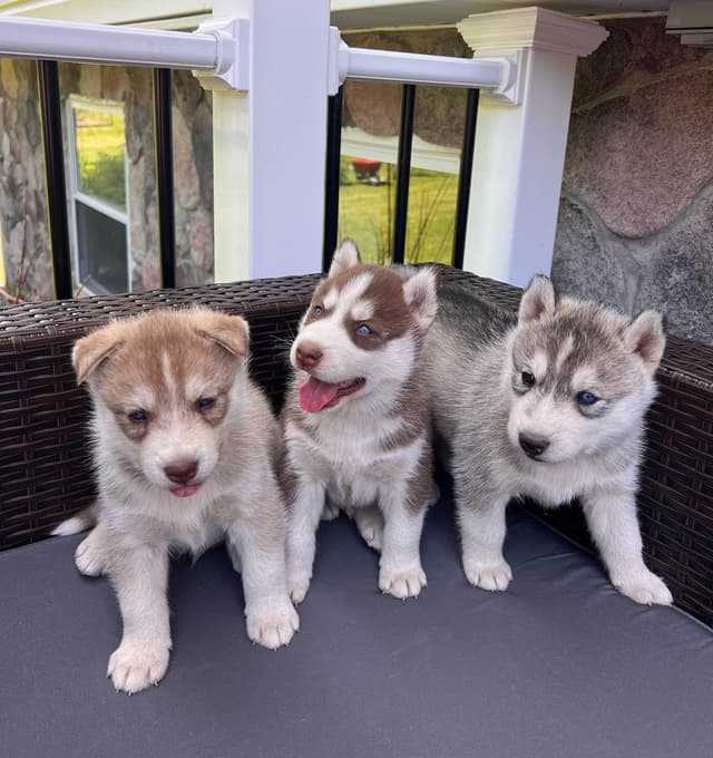 Siberian Husky Puppies media 5