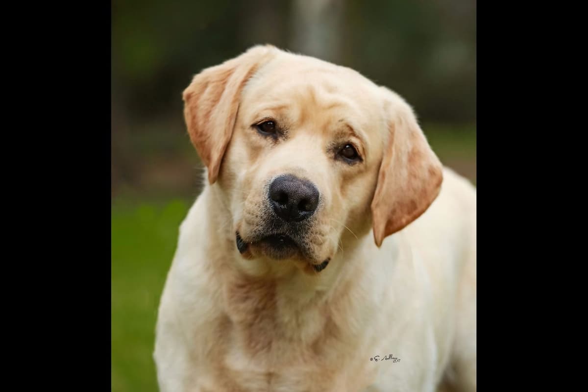 Labrador Retriever Puppies breeder image 1