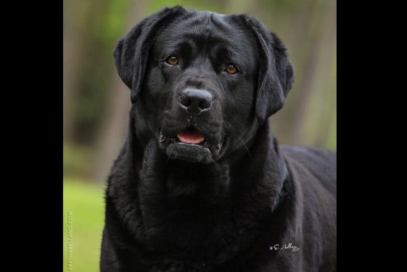 Labrador Retriever Puppies breeder image 19