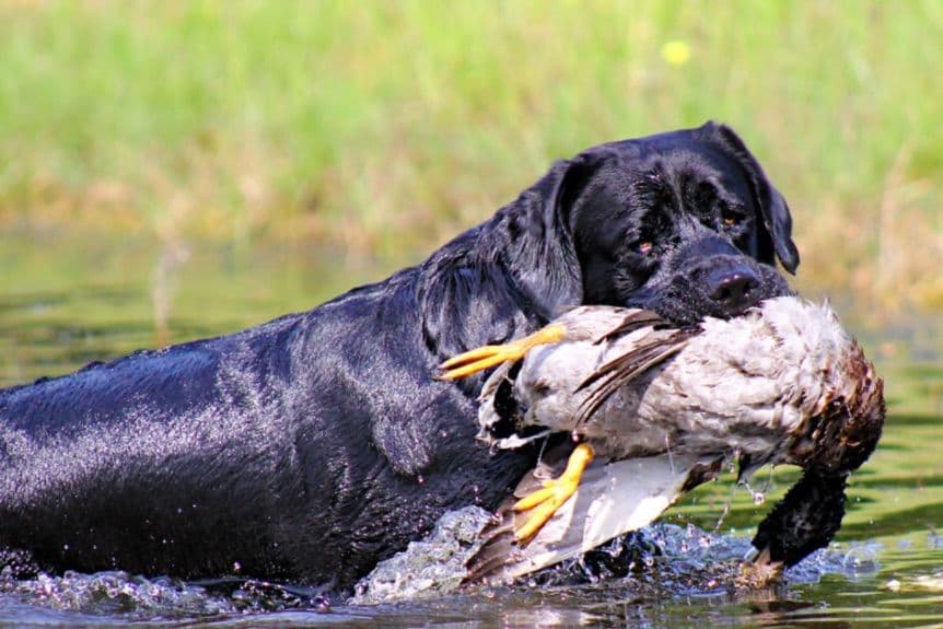 Labrador Retriever Puppies breeder image 15