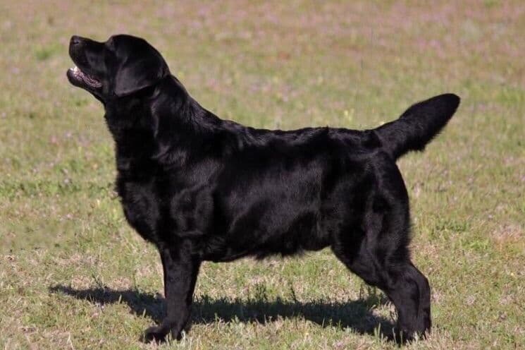 Labrador Retriever Puppies breeder image 14