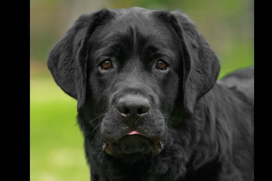 Labrador Retriever Puppies breeder image 13