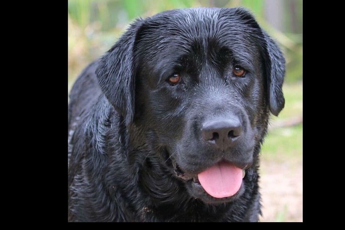 Labrador Retriever Puppies breeder image 12