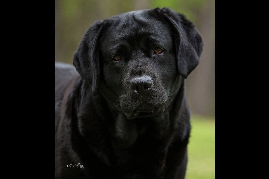 Labrador Retriever Puppies breeder image 10