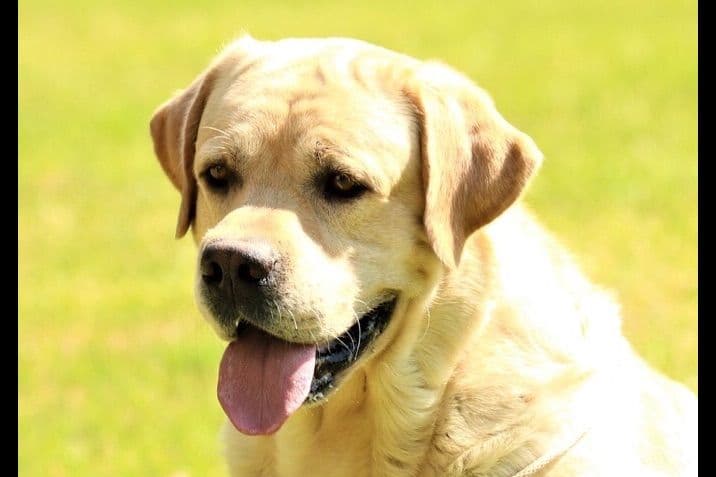 Labrador Retriever Puppies breeder image 9