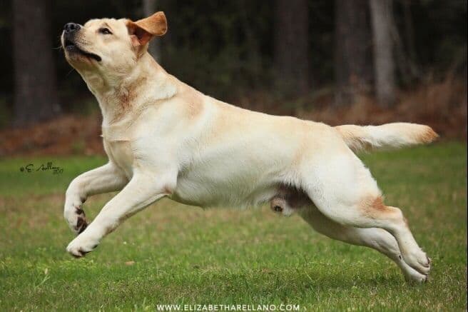Labrador Retriever Puppies breeder image 4