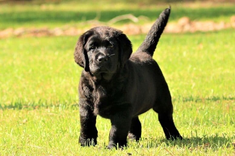 Labrador Retriever Puppies breeder image 2