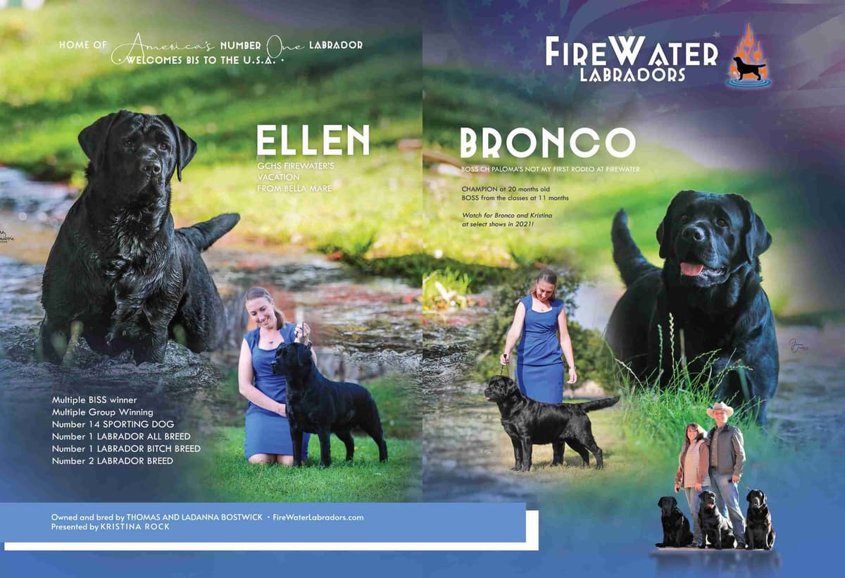 Labrador Retriever Puppies breeder image 21