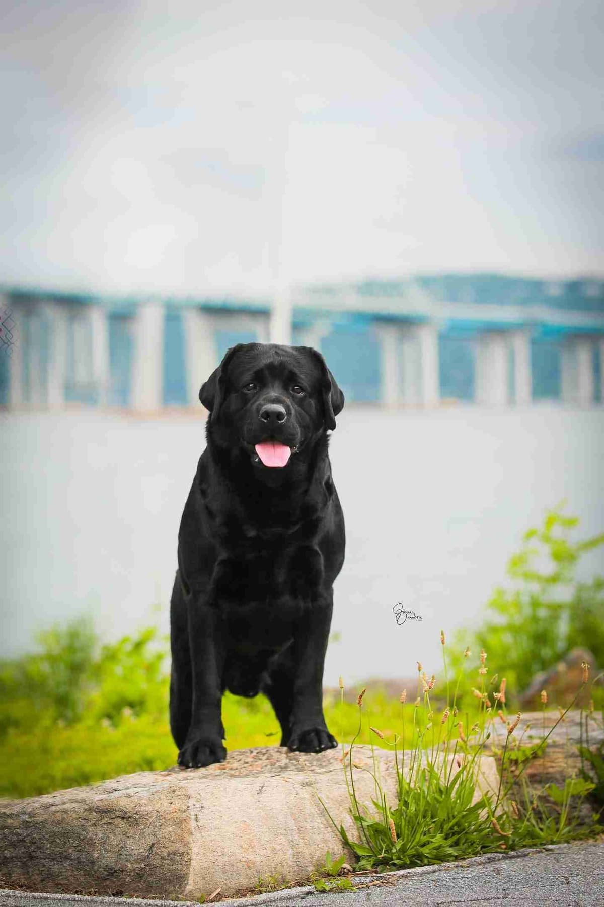 Labrador Retriever Puppies breeder image 22