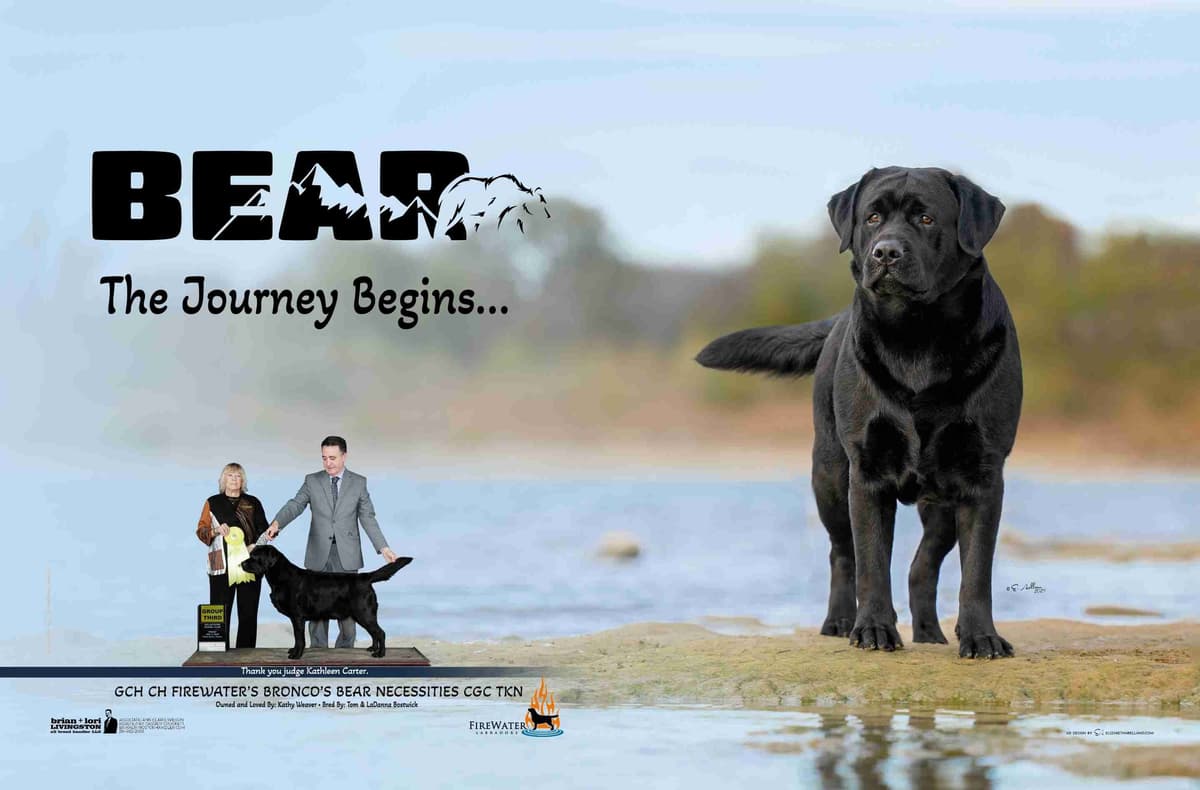 Labrador Retriever Puppies breeder image 23
