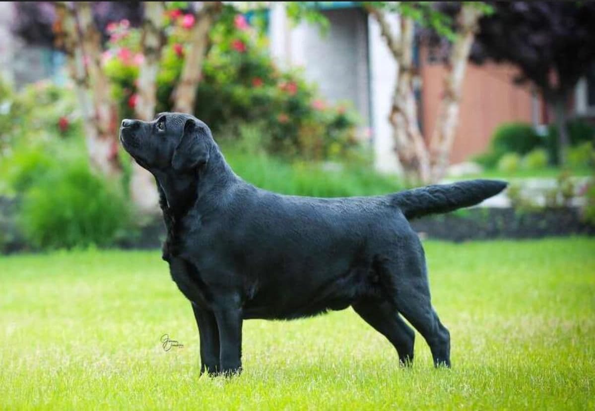 Labrador Retriever Puppies breeder image 25
