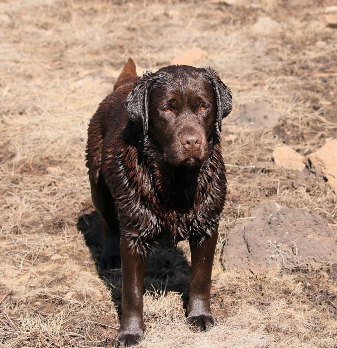 Labrador Retriever Puppies breeder image 26
