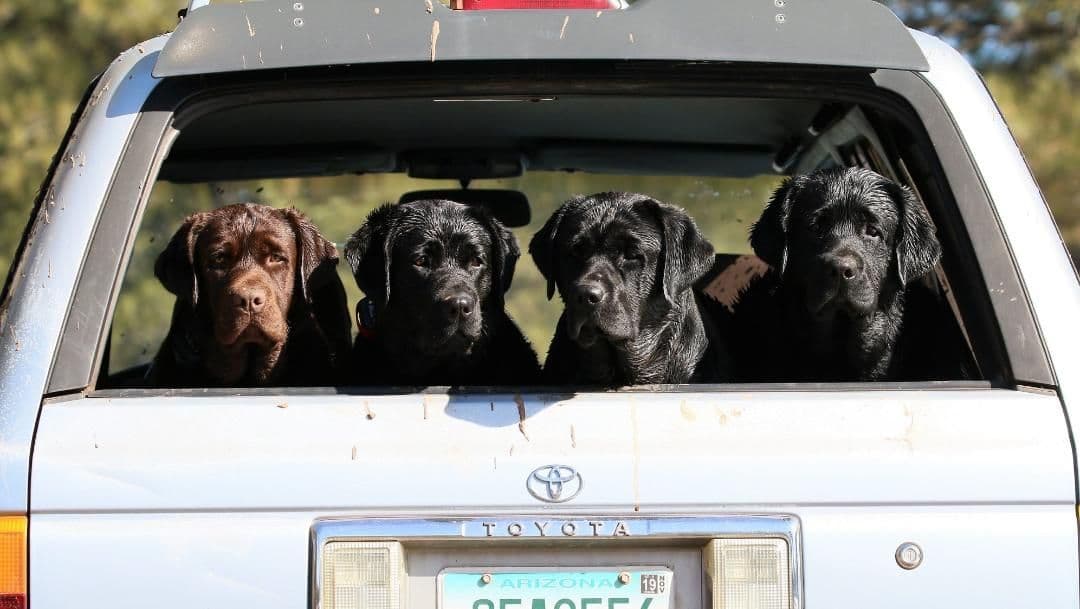 Labrador Retriever Puppies breeder image 27