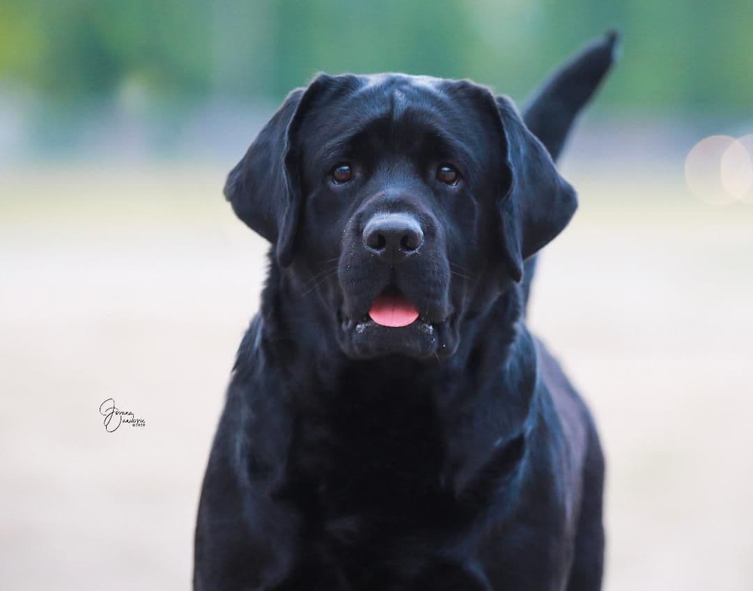 Labrador Retriever Puppies breeder image 29