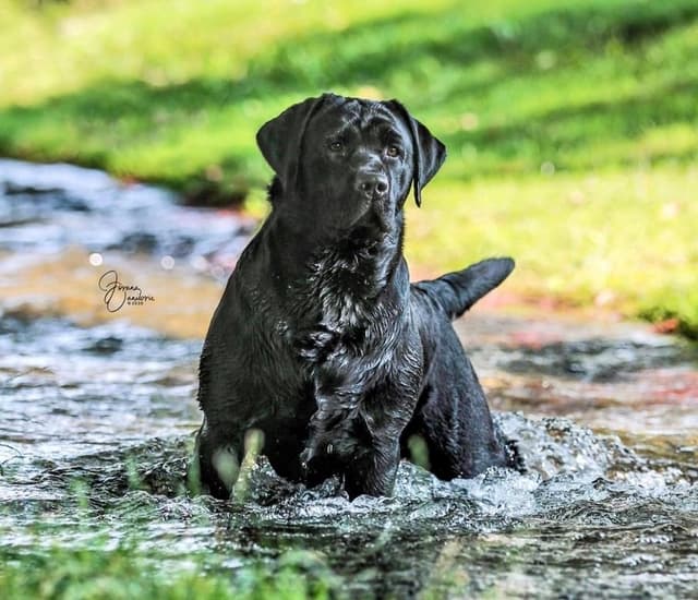 Labrador Retriever Puppies media 2