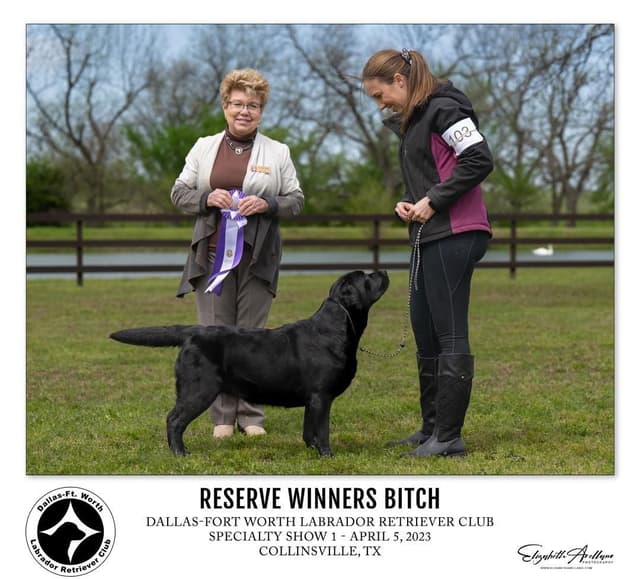 Labrador Retriever Puppies media 4