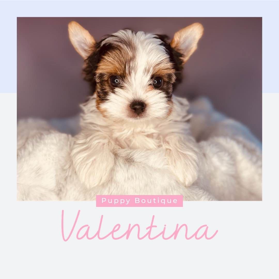 Biewer Terrier Puppies breeder image 3