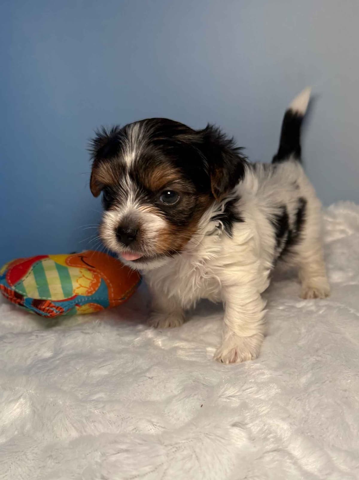 Biewer Terrier Puppies breeder image 21