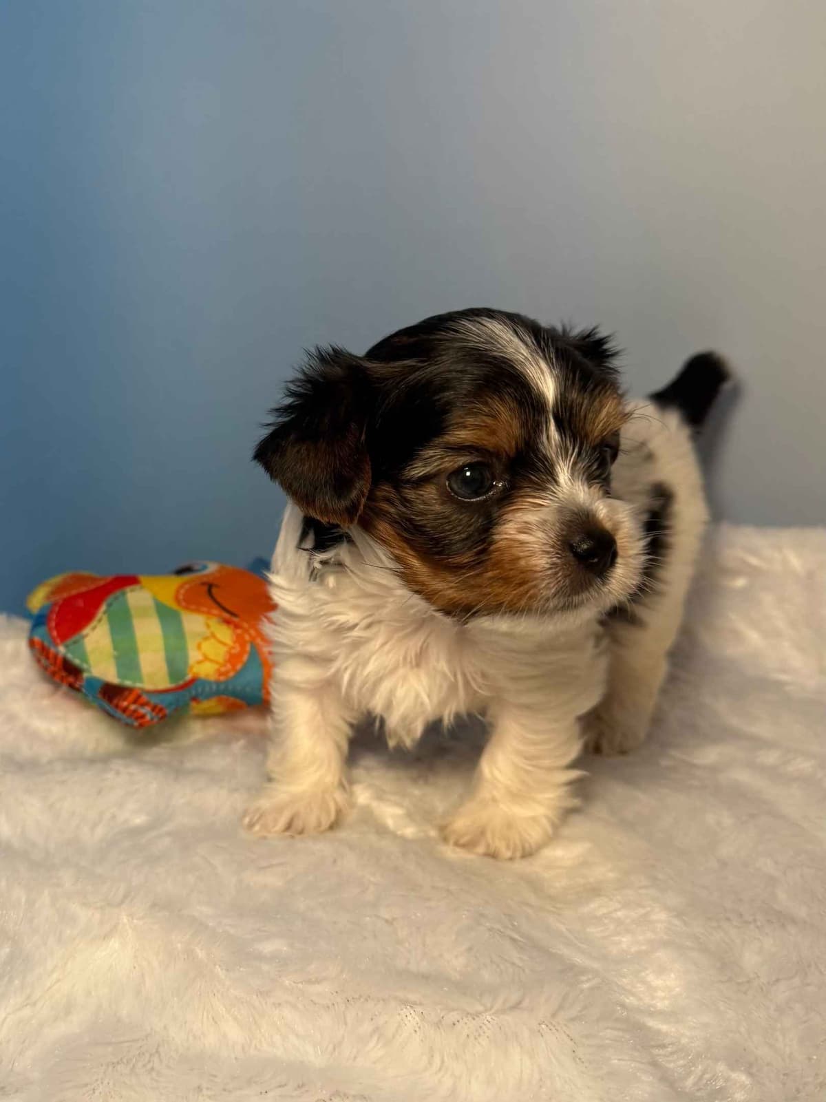 Biewer Terrier Puppies breeder image 20