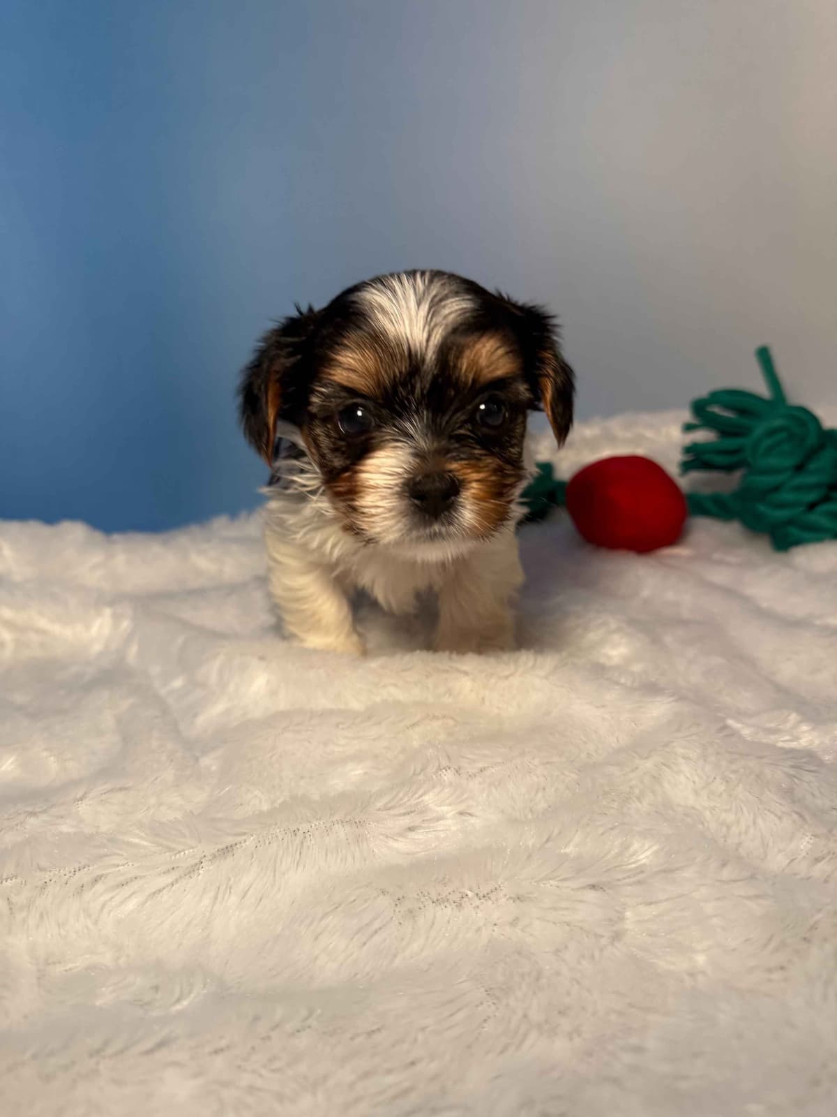 Biewer Terrier Puppies breeder image 25