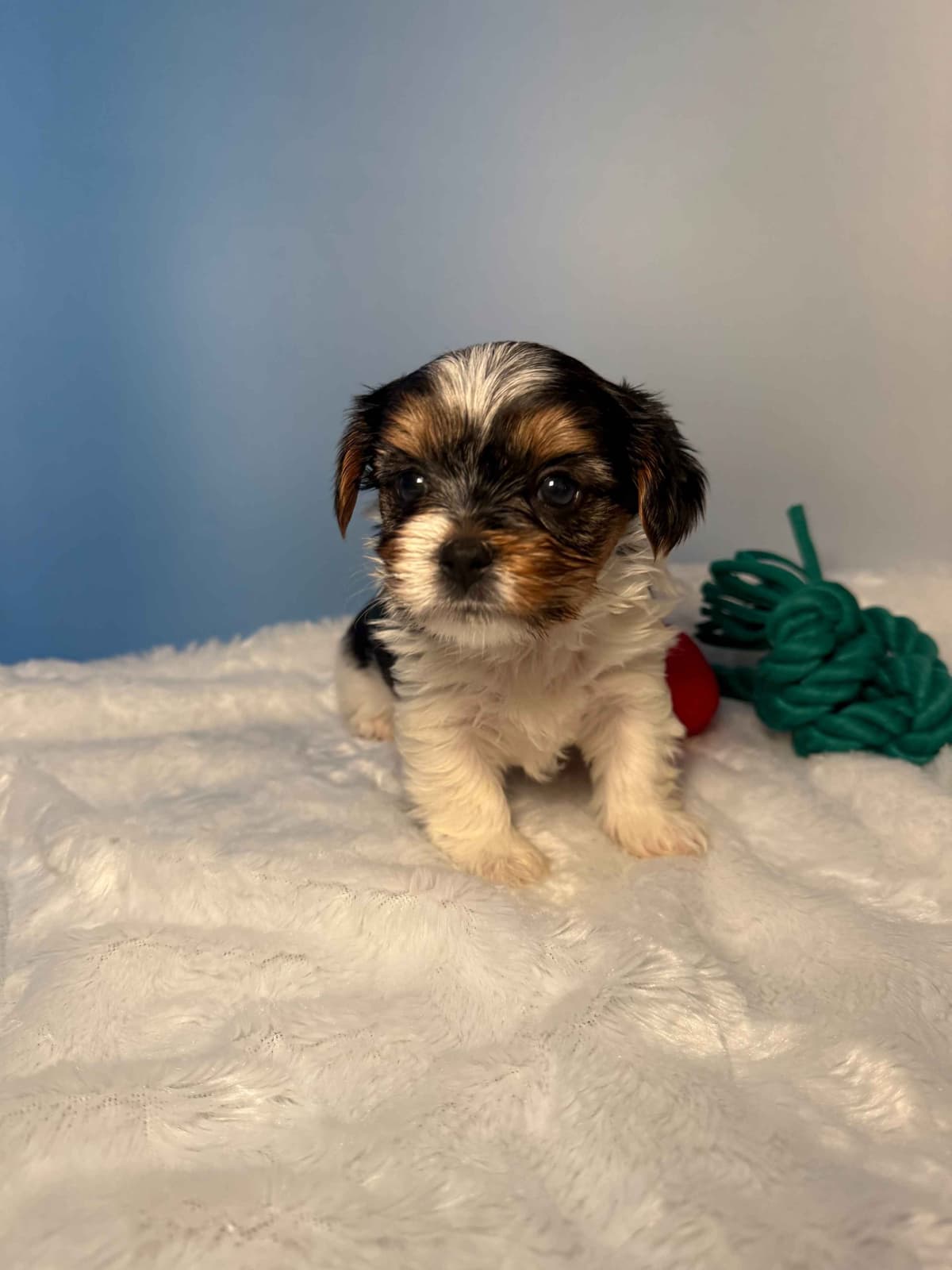 Biewer Terrier Puppies breeder image 23