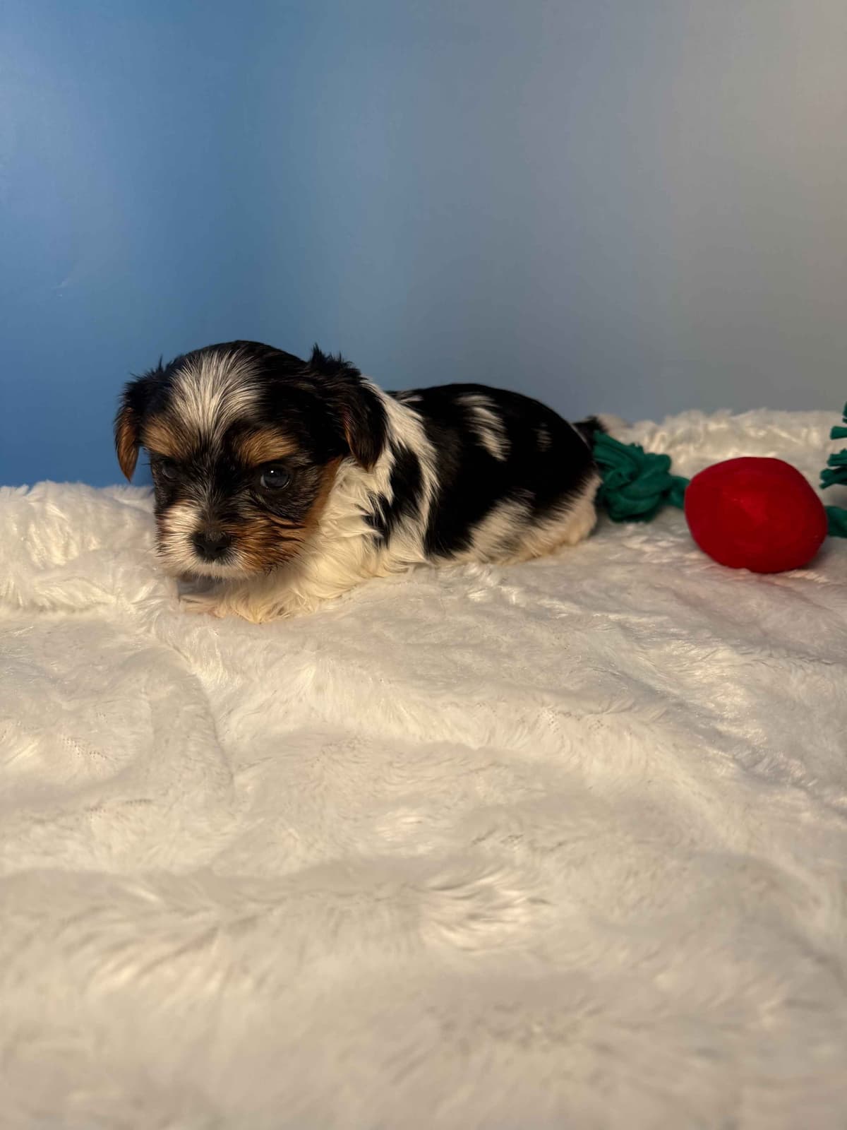 Biewer Terrier Puppies breeder image 24