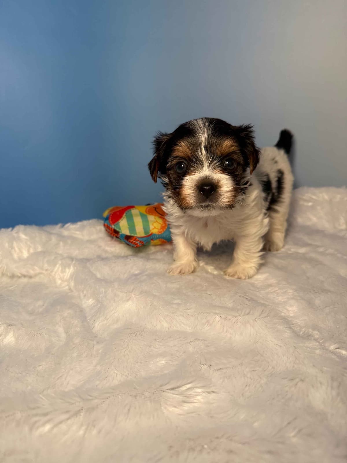 Biewer Terrier Puppies breeder image 22