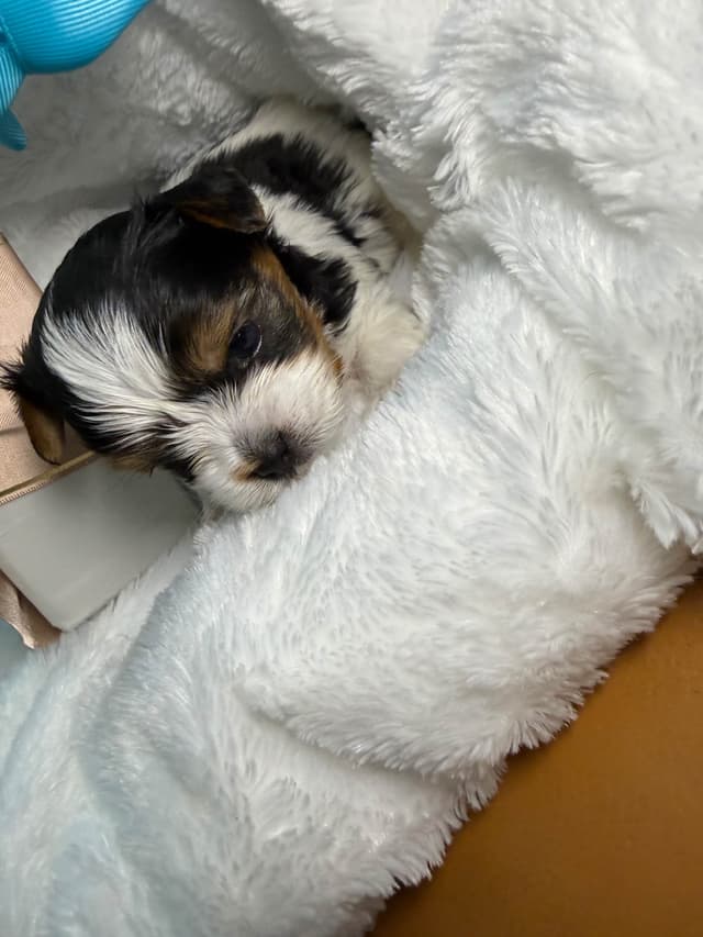 Biewer Terrier Puppies media 2
