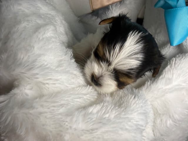 Biewer Terrier Puppies media 5