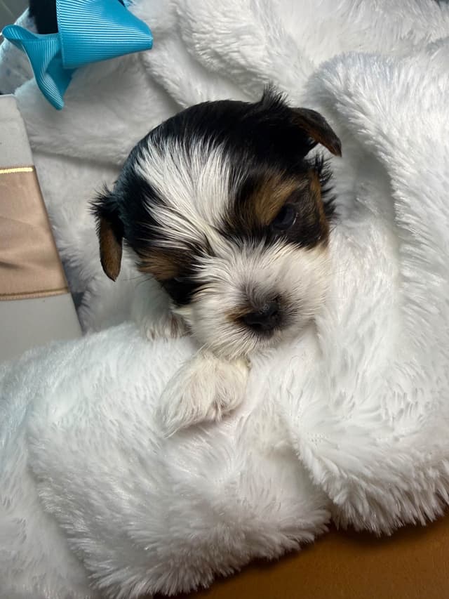 Biewer Terrier Puppies media 8