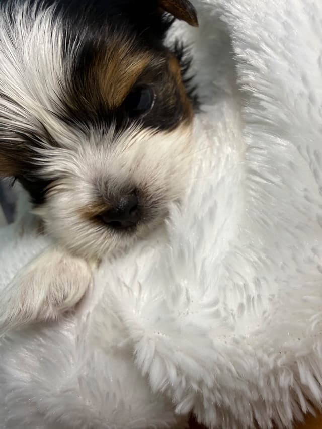 Biewer Terrier Puppies media 9